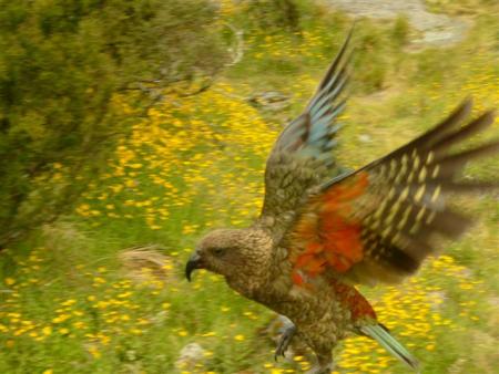 kea en vol