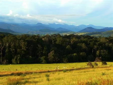 Moutons Foret et montagne