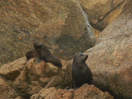 otaries