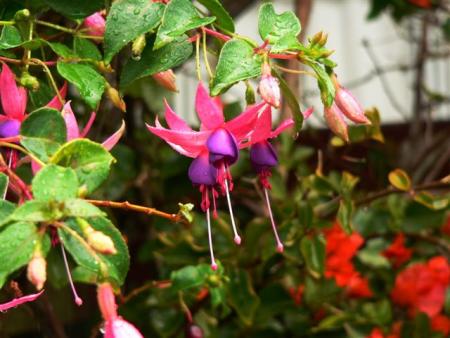 aimerai bien savoir le nom de cette fleur