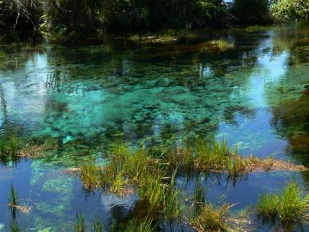 pupu springs