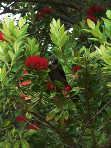 Tui
