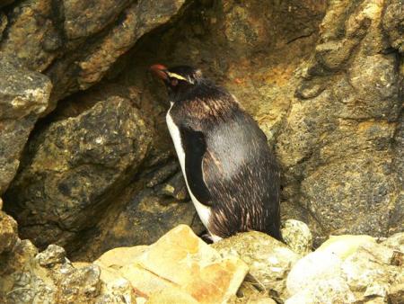 pingouin a tete jaune