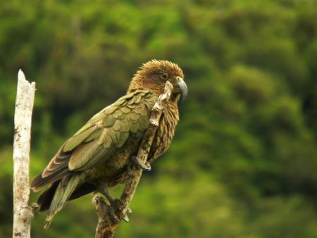 Kea