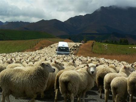 Embouteillage au milieu de 4000 moutons!!