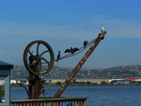 Dunedin