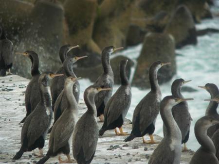 Oamaru, shag sur la jetee