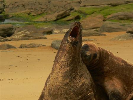 lion de mer au catlins