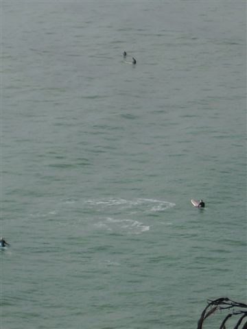 Surfeur en hiver!....L'ete ca doit etre de la folie!!!!