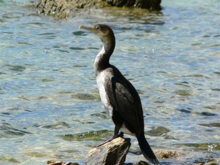 shag
