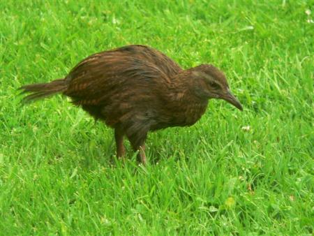 weka