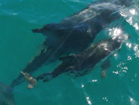 maman dauphins et son fils....
