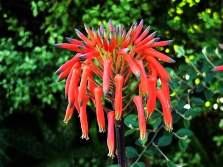 un peu de nature florale now....